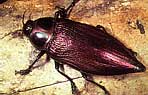 Buprestidae