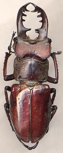 Lucanus maculifemoratus maculifemoratus, 