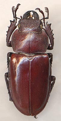 Lucanus maculifemoratus maculifemoratus, 