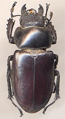 Lucanus maculifemoratus dybowskyi, 