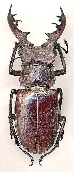 Lucanus maculifemoratus dybowskyi, 