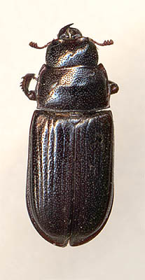 Ceruchus chrysomelinus, 