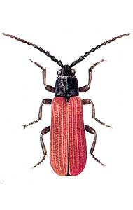 Platycis minuta