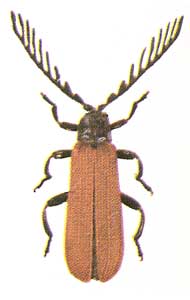 Lyponia quadricollis