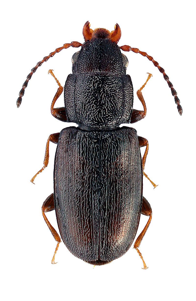 Pseudophloeus fuscicornis Reitter, 1874