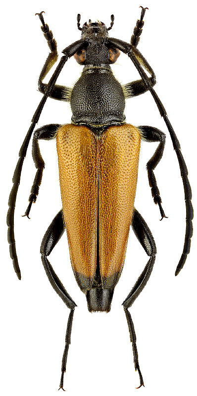 Stictoleptura sambucicola (Holz.)