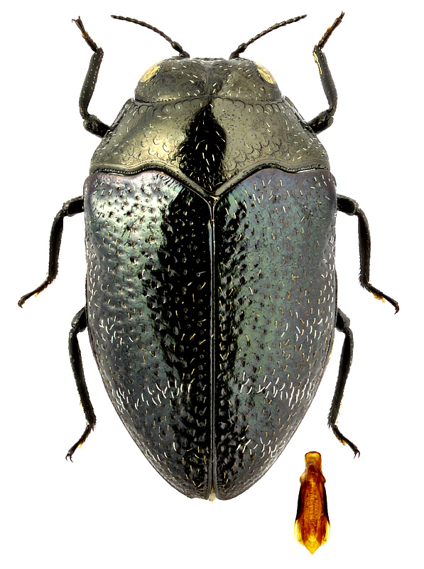 Trachys phlyctaenoides Kolenati, 1846