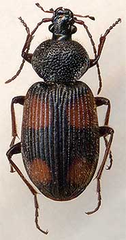 Panagaeus japonicus, 