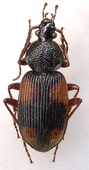 Panagaeus japonicus, 