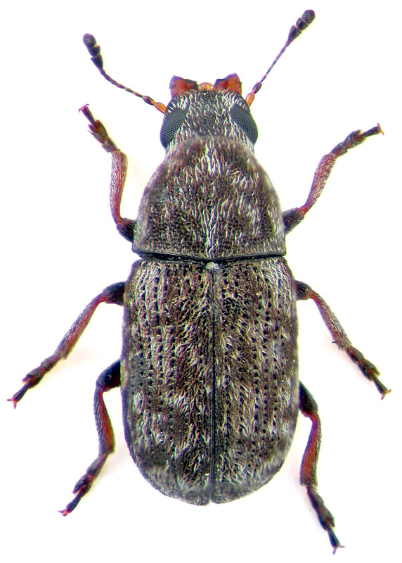 Opanthribus tessellatus (Boheman, 1829)