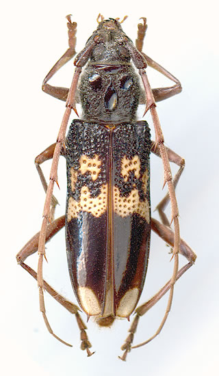 Phoracantha semipunctata - female 