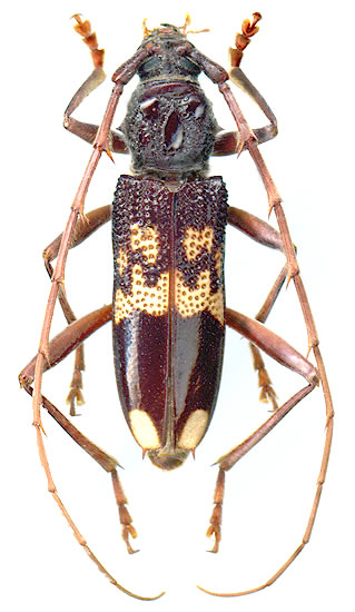 Phoracantha semipunctata - male 