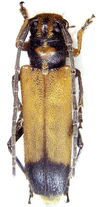 Phytoecia (Helladia) fatima