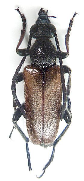 
   Pseudovadonia livida 