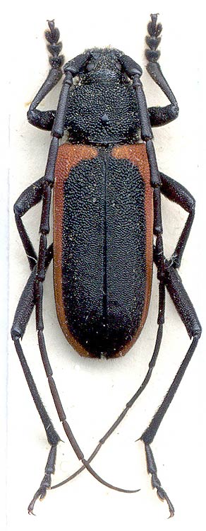 Purpuricenus kaehleri 