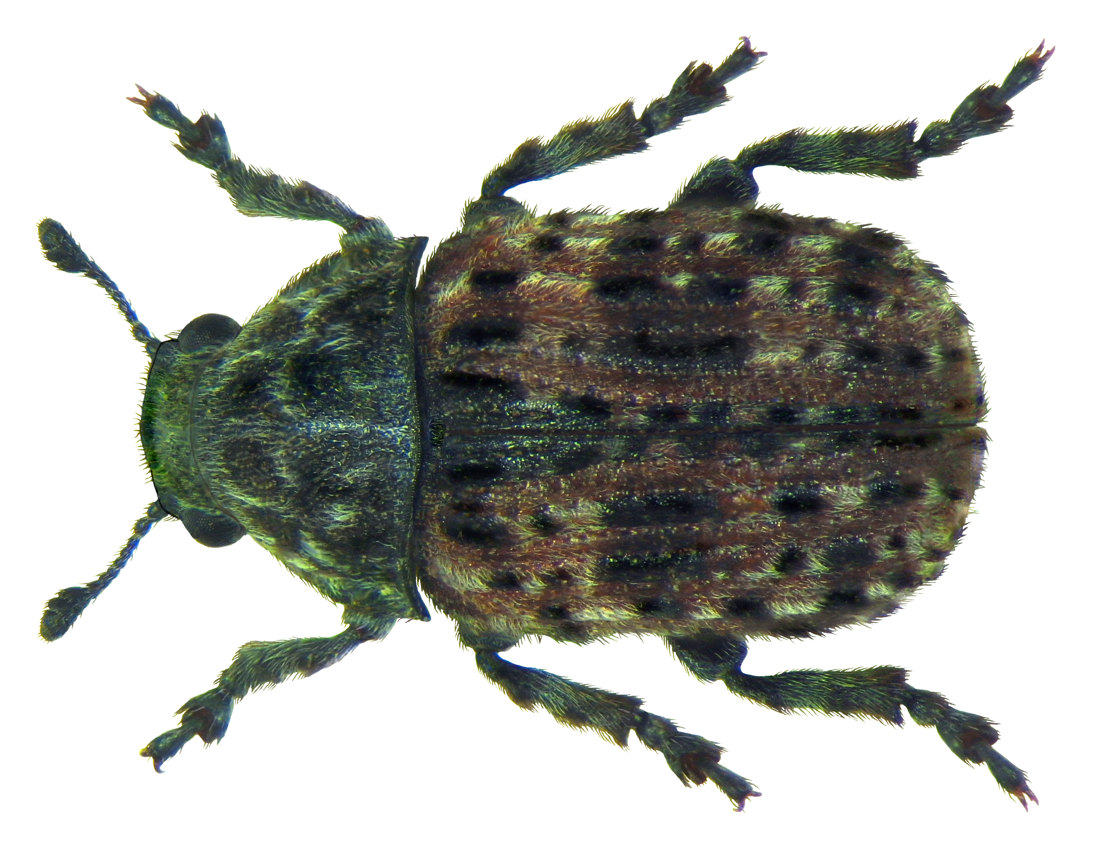 Machaeropalpus fasciatus