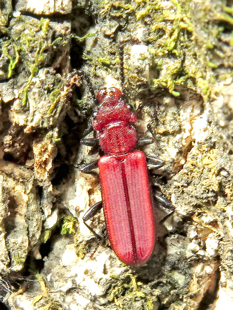 Cucujus haematodes