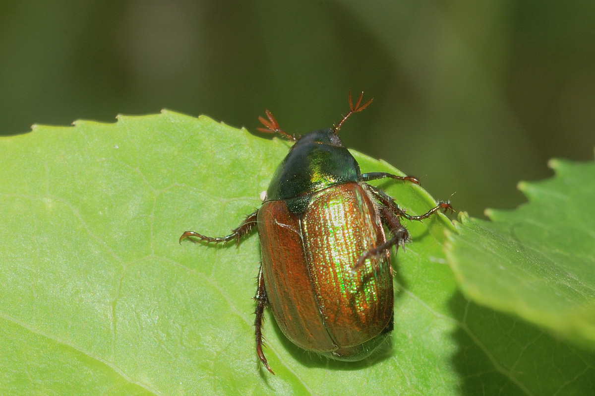 Жуки в природе. Anomala. Майский Жук на Дальнем востоке. Melolonthidae. Домик жука.