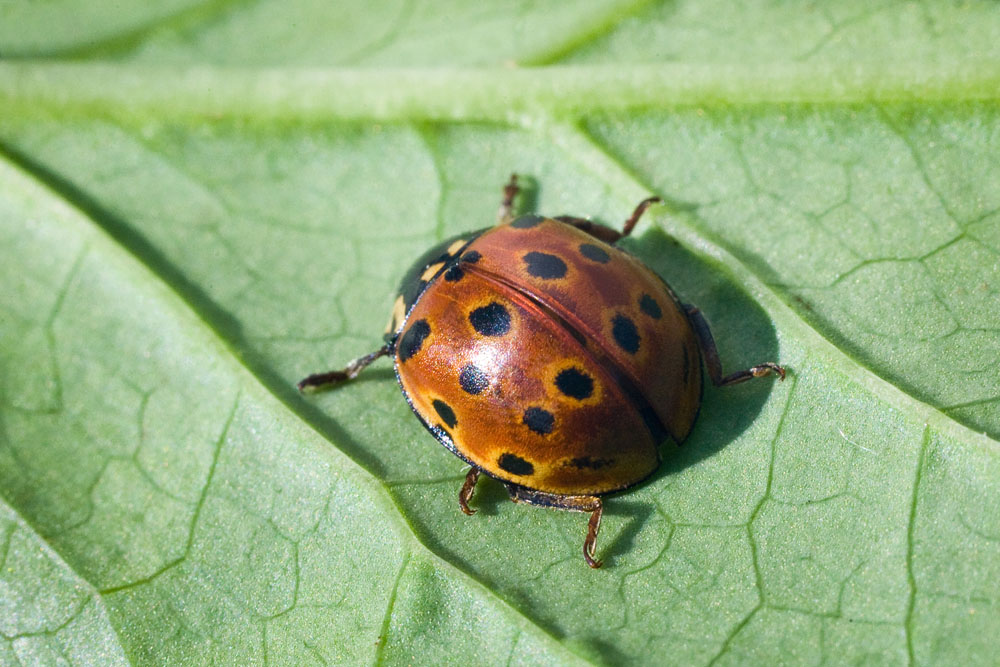 Жуки дальнего востока. Coccinellidae морфология. Anatis ocellata. Anatis (Carre).