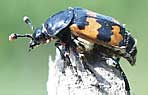 Silphidae