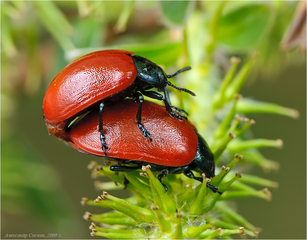 Какие бывают жуки фото и названия в природе