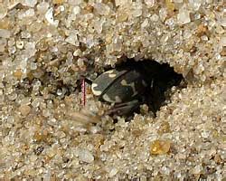  Cicindela hybrida L. (Carabidae)