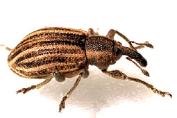 Hypera adspersa