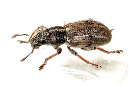 Sitona ambiguus