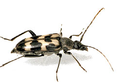 Judolia sexmaculata