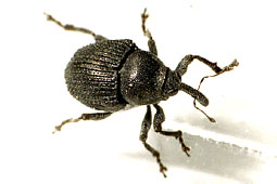 Zacladus geranii