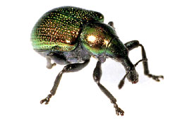 Byctiscus populi (L., 1758)