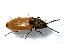 Anostirus castaneus (L., 1758)