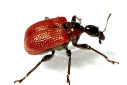 Apoderus coryli (L., 1758)