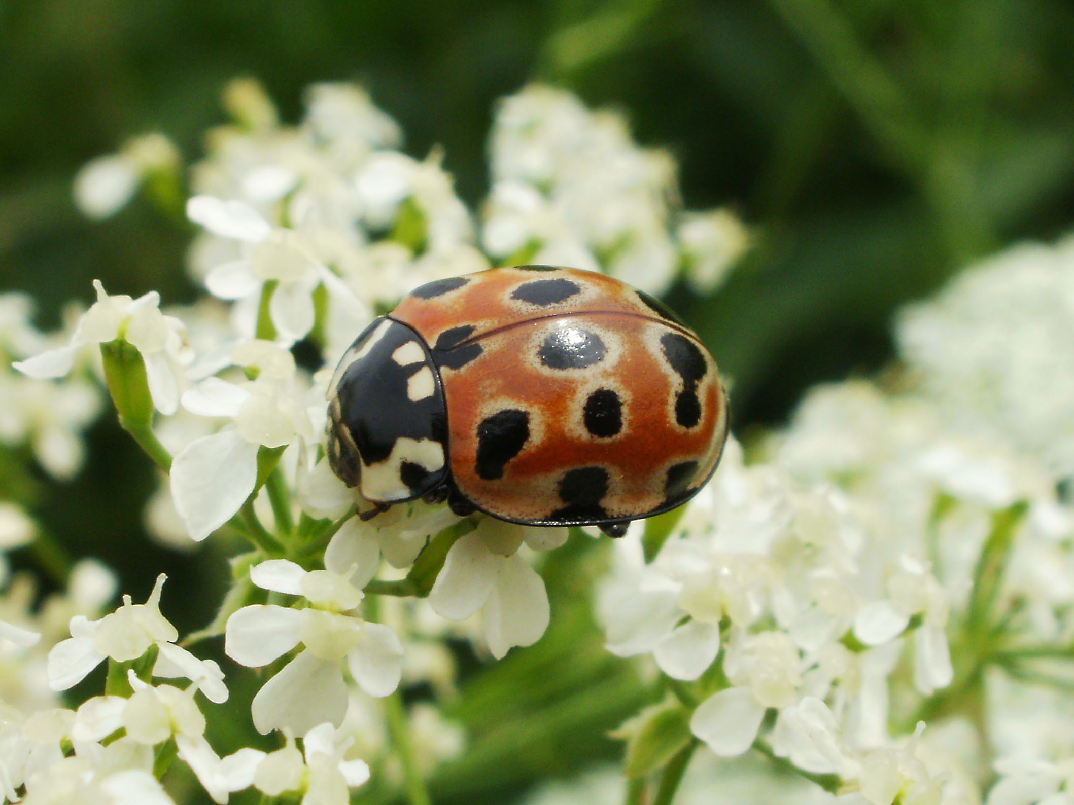 Коровка. Глазчатая Божья коровка. Коровка глазчатая anatis ocellata. Семнадцатиточечная Божья коровка. Коричневая Божья коровка.