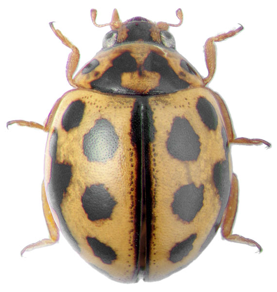 Tytthaspis sedecimpunctata L.