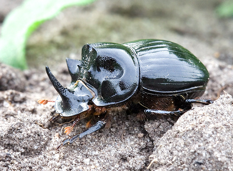 Copris lunaris (Linnaeus, 1758)