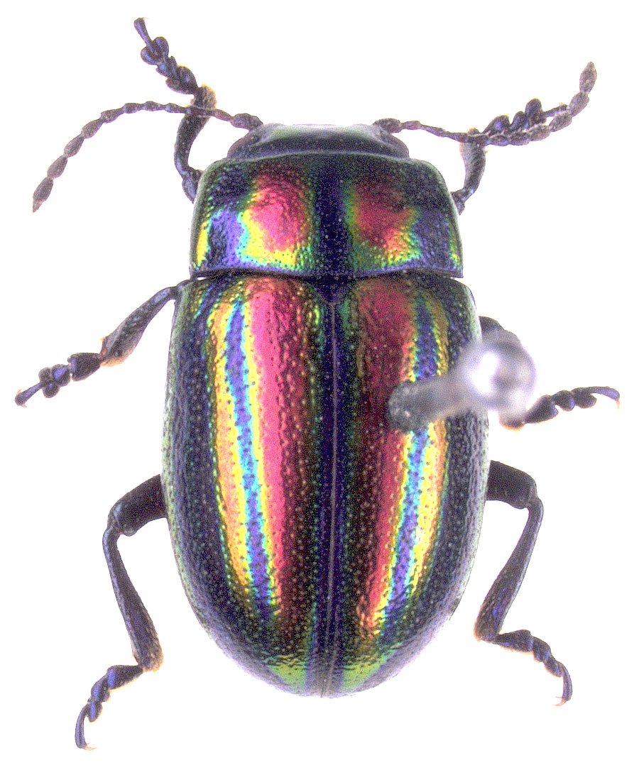 Жук Chrysolina limbata