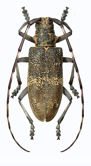 Monochamus Nitens