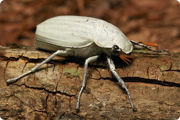   (. Cyphochilus insulanus)