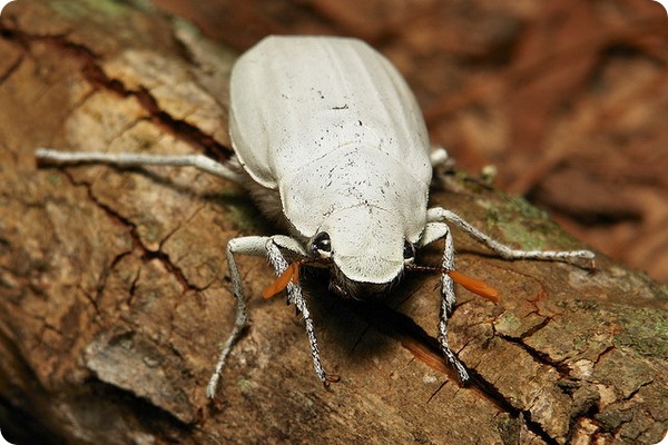   (. Cyphochilus insulanus)