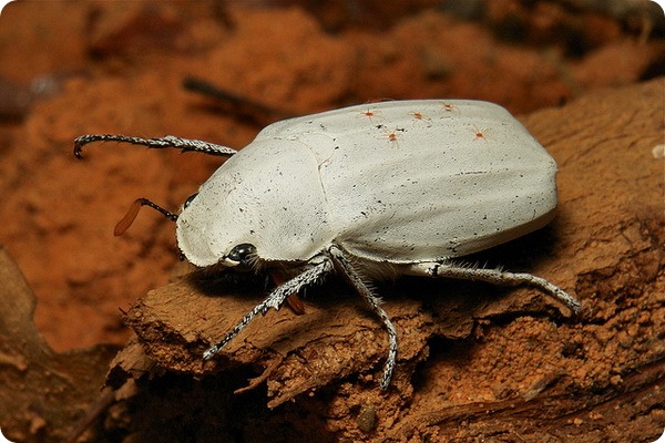   (. Cyphochilus insulanus)