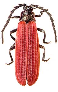 Xylobanellus erythropterus