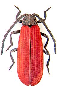 Xylobanellus erythropterus