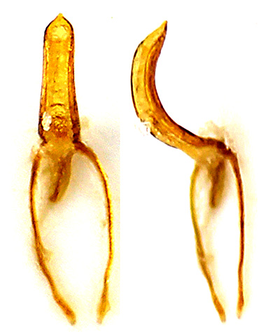 Sibinia (Dichotychius) sarmatica Koštál & Caldara, 2011