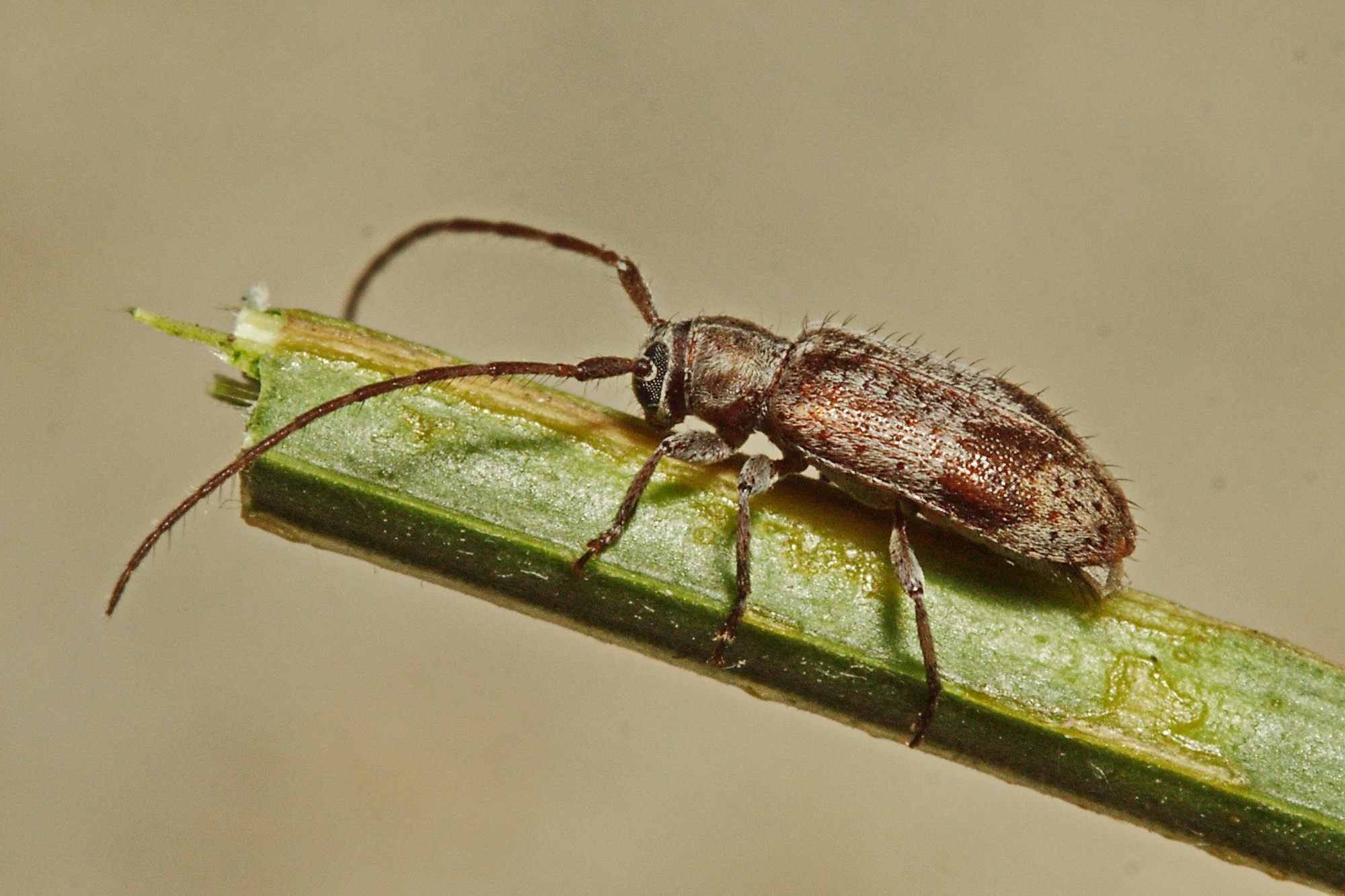 Oryctes punctipennis punctipennis Motsch.