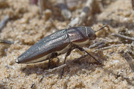 Sphenoptera (Sphenoptera) cuprina Motschulsky, 1860