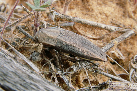 Sphenoptera (Sphenoptera) cuprina Motschulsky, 1860