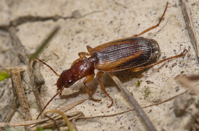 Cymindis (Cymindis) lineata (Quensel in Schonherr, 1806)