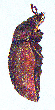Aesalus scarabaeoides, 