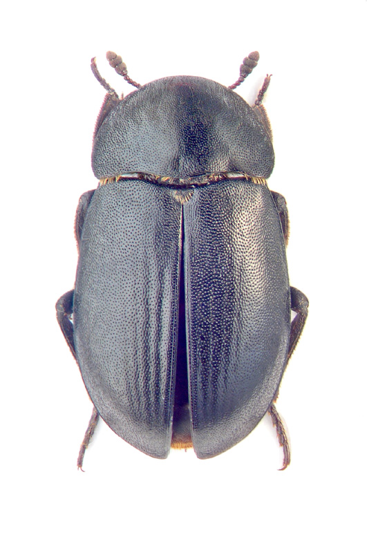 Dermestes depressus Gebler